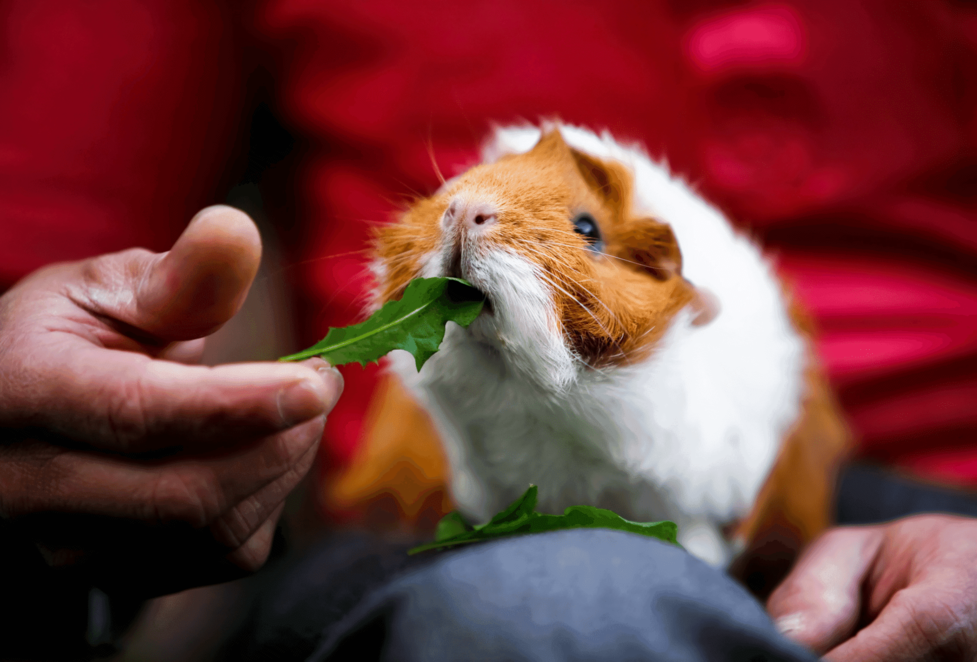 Are guinea pigs hotsell allowed to eat blueberries